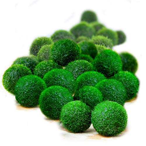 Luffy 20 Nano Marimo Moss Balls by Naturally Round and Vibrant Green 0.4" Living Aquatic Plants - Long Lasting and Easy to Care for - Perfect as a First Pet or DIY Home Decoration