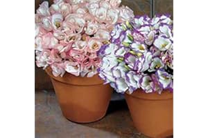 Outsidepride 50 Seeds Annual Lisianthus Sapphire Double Flower Seed Mix for Planting