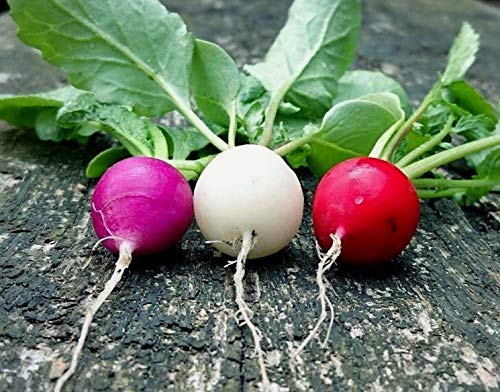 Radish Mix Color Easter Egg Around 250 Seeds - Thumbnail 3