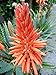 American Plant Exchange Aloe Hedgehog Live Plant, 6