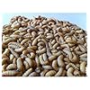 500-Live-Wax-Worms-Bee-Moth-Live-Bait-Ice-Fishing-Reptile-Gecko-Food-waxworms