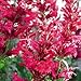 Outsidepride Agastache Heather Queen - 100 Seeds