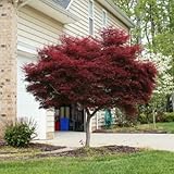 Bloodgood Japanese Maple