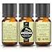 Essential Oils Gift Set: French Lavender, Tea Tree, Eucalyptus, Lemongrass, Sweet Orange, Peppermint | 100% Organic Natural Formula