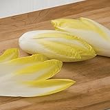 David's Garden Seeds Chicory Endive Belgian Totem D2320END (Green) 50 Hybrid Organic Seeds