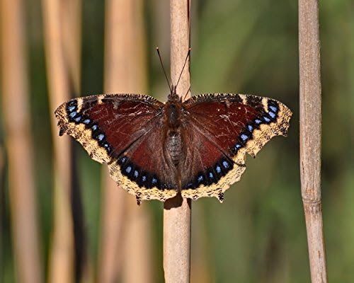 Photograph of a Mourning Cloak Butterfly - "Sun Bathing Butterfly"