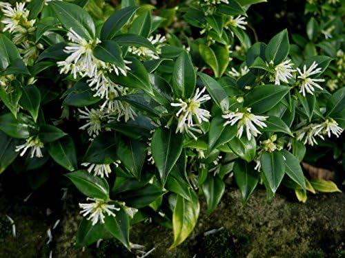 Sarcococca confusa Christmas Box Sweet Box 9cm Pot Evergreen Sweetly ...