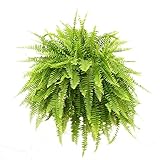 Costa Farms Boston Fern, Nephrolepis exaltata, Live Plant, 2-Feet Tall and Wide, Ships in Grow Pot with Hanger, Fresh From Our Farm, Excellent Gift