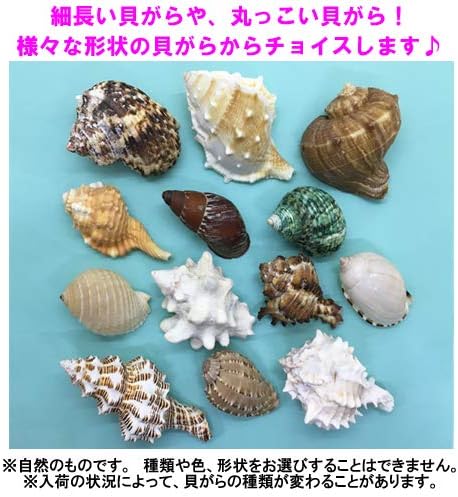 Amazon オカヤドカリ用貝がら Lサイズ レギュラー 2個 りゅうか商事 爬虫類 両生類 通販 Amazon オカヤドカリ用貝がら Lサイズ レギュラー 2個 りゅうか商事 爬虫類 両生類 通販