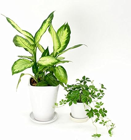 Amazon 陶器鉢セット お好きな植物2点選べる 4号 ディフェンバキア カミーラ 3号 シュガーバイン パキラと観葉植物専門店marubun 観葉植物 Amazon 陶器鉢セット お好きな植物2点選べる 4号 ディフェンバキア カミーラ 3号 シュガーバイン パキラと観葉植物専門店marubun 観葉植物