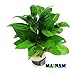 Mainam Staurogyne Repens Carpet Freshwater Bundle Live Aquarium Plant Decorations