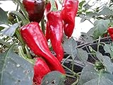 Spanish Basque Chile Pepper Plant Collection #1
