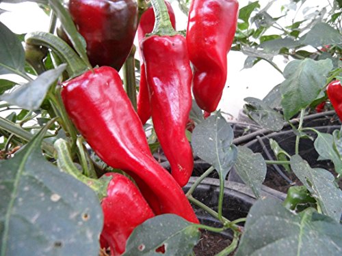 Spanish Basque Chile Pepper Plant Collection #1