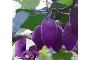 100pcs Varieties Purple Heart Kiwi Seeds Kiwi Fruit Tree Seed Seeds for Home & Garden : Seeds in The Packet