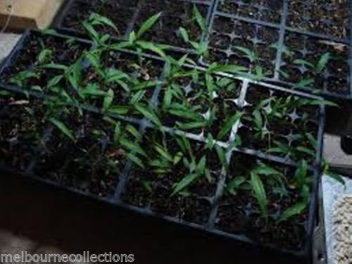 Real Chinese Frijol Negro Polygonum multiflorum semillas He Shou ...