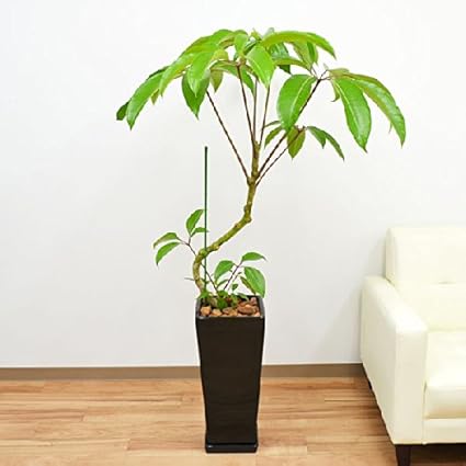 Amazon 観葉植物 ツピタンサス ロングスクエア陶器鉢植え 8号サイズ ブラック 観葉植物 オンライン通販