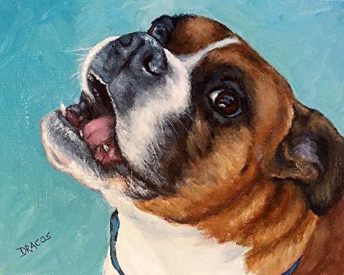 Boxer Dog Art Print, Brown and White Boxer Looking Up, on Light Teal Background, Print of Original Dog Painting by Dottie Dracos, .