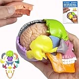 2024 New Anatomy Skull Model 15+5 Parts Human