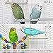 Parrot Toy, Brings Out Your Bird’s Wild Side, Challenges and Stimulates Your Genius Pet, Fun Play Also Trims Beakthumb 3
