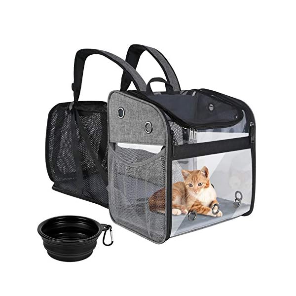 cat holding backpack