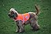 4LegsFriend Reflective Dog Vest. Hi-Visibility, Oxford 300D Waterproof Blaze Orange Dog Vest Helps Protect Your Best Friend. Safeguard Your PUP from Motorists & Hunting Accidents, On or Off Leash