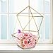 HOMEIDEAS Glod Geometric Terrarium Modern Clear Glass Pyramid Tabletop Box Succulent Plants Holder 4.3 x 4.3 x 8.3 Inches(Black) (Golden)