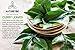 Naturevibe Botanicals Organic Curry Leaves, 1 lb | Gluten-Free, Non-GMO & USDA Organic | Adds Flavor and Aroma (16 ounces)