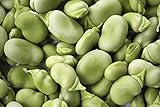 BEAN, FAVA WINDSOR BUSH, HEIRLOOM, ORGANIC 100 + SEEDS, NON-GMO, BUTTERY N HEALTY BEANS