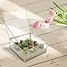 Vintage Brass & Clear Glass Decorative Box, 9.5-Inch Plant Terrarium Display, Jewelry Organizer with Lid