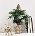 Costa Farms Live Christmas Tree, Small Norfolk Island Pine Tree in Nursery Plant Pot, Potting Soil, Indoor Tree Decor, All Seasons Tabletop Holiday Home or Room Decor, 10-12 Inches Tall