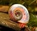 Aquatic Discounts 70+ Feeder/Cleaner Ramshorn Snails, 1/6-1/3 inch - Excellent Tank Cleaners + Great Natural Food for Your Puffers, Loaches, Crayfish, Turtle!!!