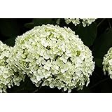 Bibernellrose Bibernellrose