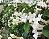 100+ Jasmine Jasminum Seeds Shrubs Vines Plants