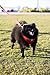 EcoBark Dog Leash - Soft & Reflective Comfort Training Leashes with Padded Handle - Strong Durable Heavy Duty - Training and Pulling for Small, Medium or Large Dogs (Red)