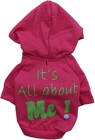 chihuahua in a hoodie