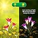 CCJK Solar Flower Lights, Solar Garden 8 Lily Flowers Stake Lights Outdoor,Solar ornaments, Mother's Day Gifts,Multi-Color Changing LED Solar Lights Decorative For Patio,Backyard(2 Pack, Purple & Red)