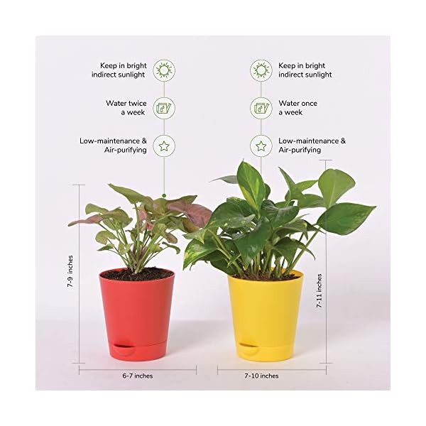 Ugaoo Indoor Plants With Pot For Home - Syngonium Pink & Money Plant Variegated - Image 3