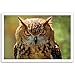 OWLS postcard set of 20 postcards. Post cards depicting various species of owls. Made in USA.