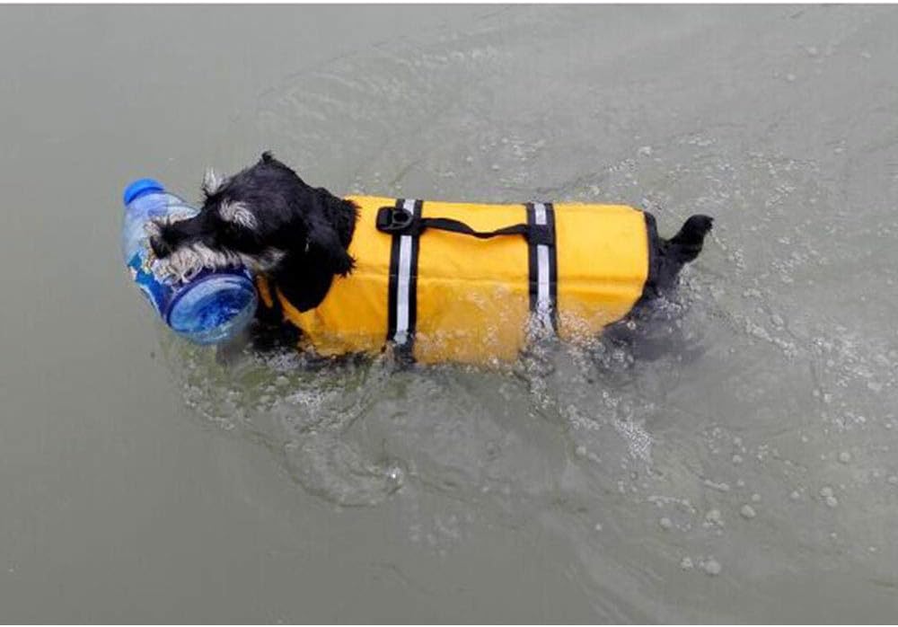 extra small dog life jacket