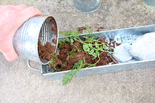 3 Pot Galvanized Metal Bucket Planter Pail 15" x 9" x 3" Tray Serveware Set Kitchen Collection Great for Gardening, Decoration, and Beverage Holding by Well Pack Box ... (Galvanized) - Thumbnail 2