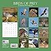 2019 Wall Calendar - Birds of Prey Calendar, 12x12 Inch Monthly View, 16-Month, Animals Theme, Includes 180 Reminder Stickers