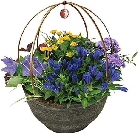 Amazon ハッピーガーデン 花でまり ブルー 和風 寄せ植え 鉢植え ギフト プレゼント 観葉植物 オンライン通販