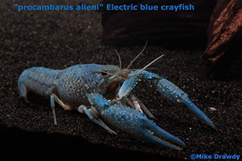 Imperial Tropicals Electric Blue Crayfish (Procambarus alleni)