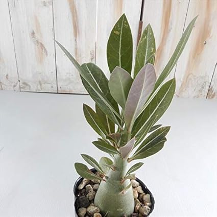 Amazon Co Jp 多肉植物 Caアデニウム ソマレンセ 多肉植物 コーデックス 9cmポット ホーム キッチン