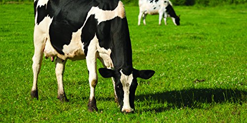 Nature's Seed 1.5 Acre Mid-West/Mid-Atlantic Dairy Cow Pasture Blend