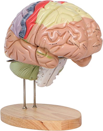 Human Brain Model (Numbered) with Carrying Case - 2X Life-Size Anatomy Model by Geekidoc