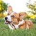 Nature Gnaws Braided Bully Sticks for Dogs 5-6