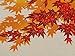 Furoshiki Wrapping Cloth Maple Leaves in Autumn Motif Japanese Fabric 50cm