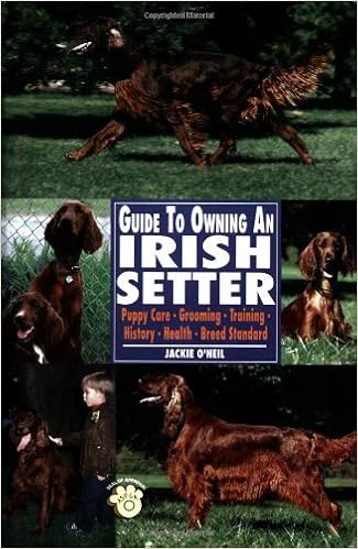irish setter amazon
