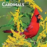 Cardinals 2020 12 x 12 Inch Monthly Square Wall Calendar, Animals Wildlife Red Birds (English, Spani by